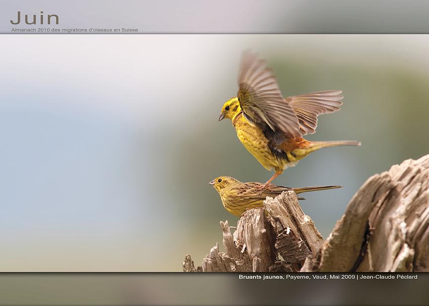 Les oiseaux migrateurs