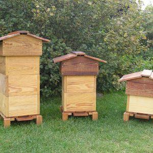 Ca pique les abeilles : l’ATS en vedette Ca pique les abeilles : l’ATS en vedette