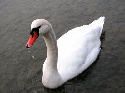 Photo blocage sur les cygnes