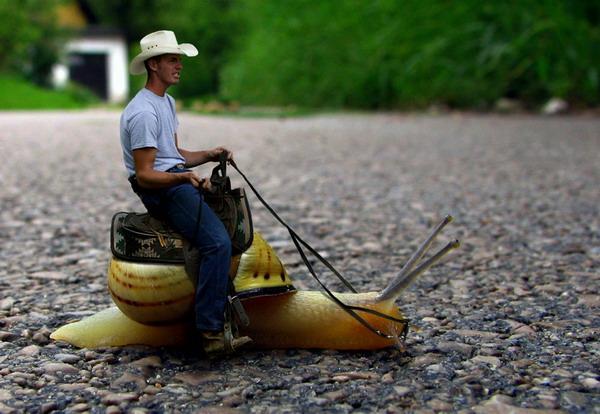 Humour avec mon Amie Maracudja du Senegal Transport humour