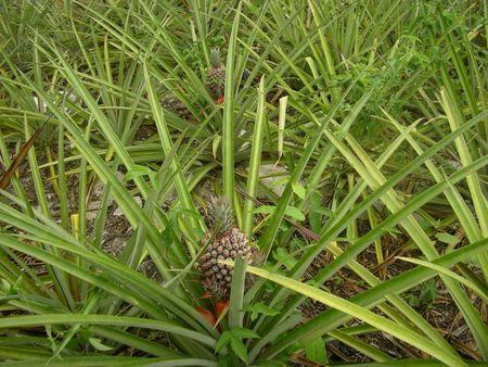 Crème coco et ananas ananas