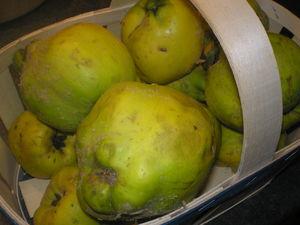 Gelée de coings et vanille P1010003