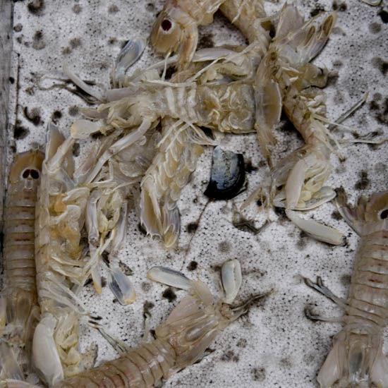 Rialto Mercato à Venise webmarche4897