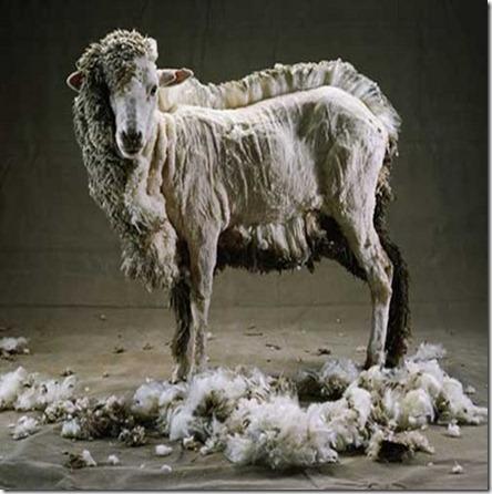 mouton-tondu