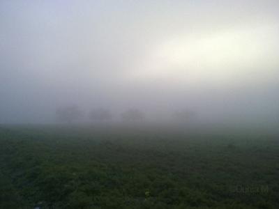 Brouillard de novembre dans la campagne vaudoise