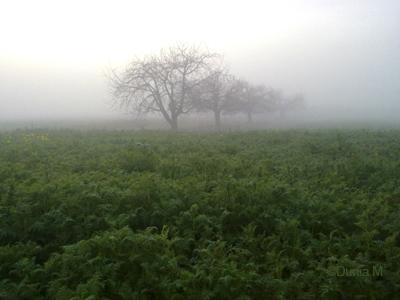 Brouillard de novembre dans la campagne vaudoise