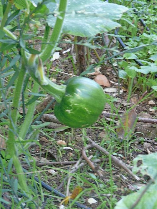 Un temps de saison... idéal !... Journal du 27 novembre 2009 Un temps de saison... idéal !... Journal du 27 novembre 2009