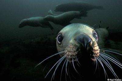 Paul Nicklen