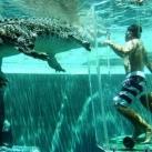 thumbs nage avec aligatore009 Nager avec un Aligatore (32 photos)