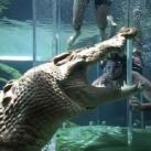 thumbs nage avec aligatore012 Nager avec un Aligatore (32 photos)