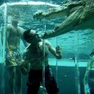 thumbs nage avec aligatore014 Nager avec un Aligatore (32 photos)