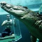 thumbs nage avec aligatore015 Nager avec un Aligatore (32 photos)