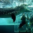 thumbs nage avec aligatore017 Nager avec un Aligatore (32 photos)