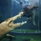 thumbs nage avec aligatore023 Nager avec un Aligatore (32 photos)