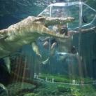 thumbs nage avec aligatore027 Nager avec un Aligatore (32 photos)