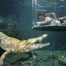 thumbs nage avec aligatore028 Nager avec un Aligatore (32 photos)