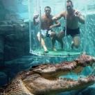 thumbs nage avec aligatore032 Nager avec un Aligatore (32 photos)
