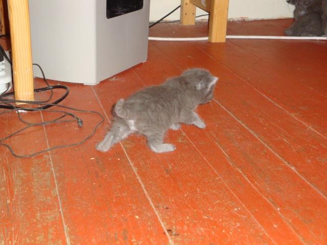 La petite famille du clan d’Iriwal : sortie non autorisée ! La petite famille du clan d’Iriwal : sortie non autorisée !