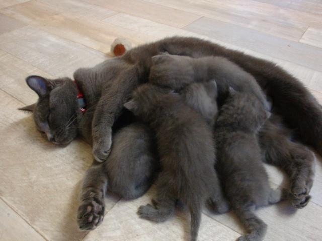 La petite famille du clan d’Iriwal : trois semaines… La petite famille du clan d’Iriwal : trois semaines…