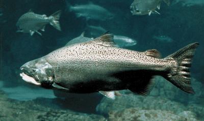Les omega 3 pour soigner la depression, l'alcoolisme est un mystere