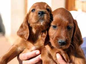 Retour en enfance setter_irlandais