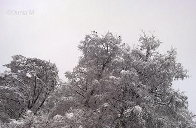 Photos du jour: 1er décembre 2009 La Chaux-de-Fonds: neige 1er décembre 2009