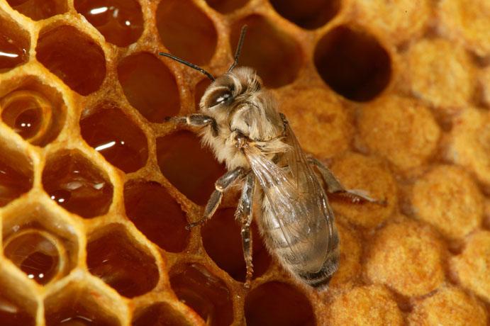 L’apiculture