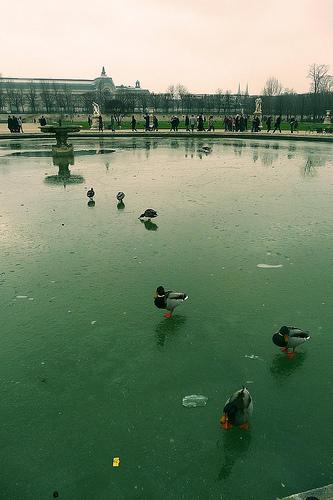 Froid de canard/Ducks on ice