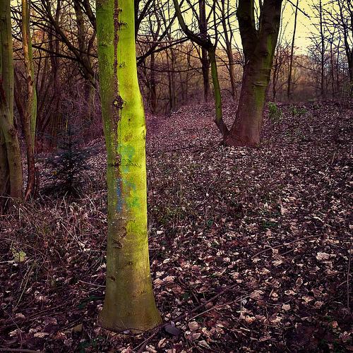 Vegetal radiations