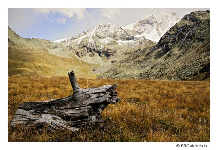 Vieux tronc, Weisshorn, Zinal, Valais, Suisse Vieux tronc, Weisshorn, Zinal, Valais, Suisse