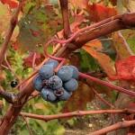 Le vignoble s’arrache à sa terre et oublie son histoire raisin-rouge