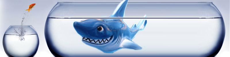 Bonjour et bienvenue Banni_re_requin