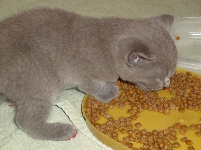 La petite famille du clan d’Iriwal : sevrage en cours… La petite famille du clan d’Iriwal : sevrage en cours…