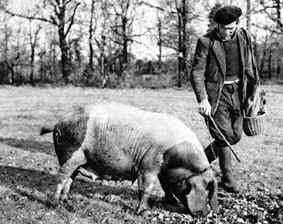 recherche-de-la-truffe !