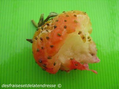 une fraise et Albertine une fraise et Albertine