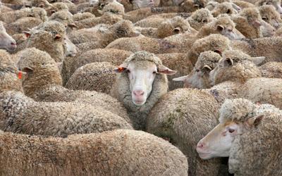 Troupeau de bêtes Troupeau de bêtes