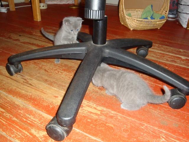 attaque La petite famille du clan d’Iriwal : tactiques…