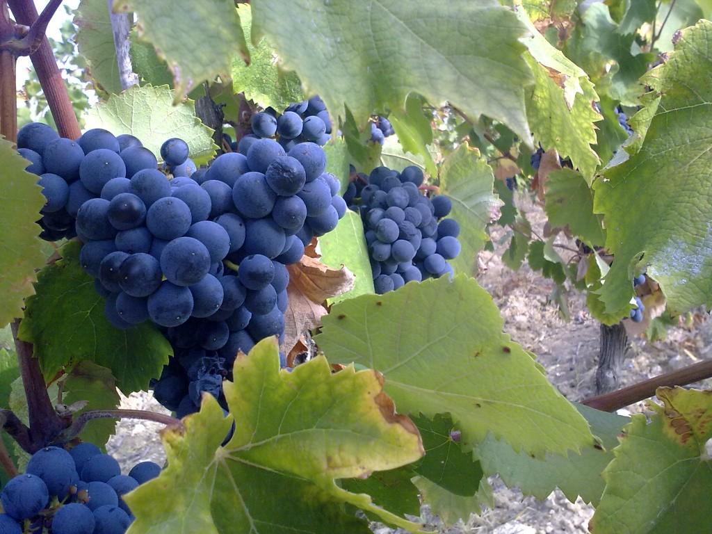Carignan à maturité