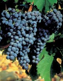 carignan coup de coeur  Le Carignan, léternel débat de la qualité.