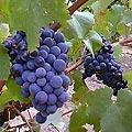 carignan petit coup de coeur  Le Carignan, léternel débat de la qualité.