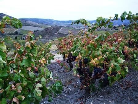 carignan sur sol de Schiste dans les Hautes Corbières