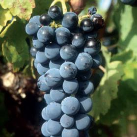 pvj image carignan coup de coeur  Le Carignan, léternel débat de la qualité.