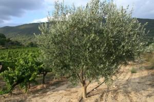 fete-olive-nyons