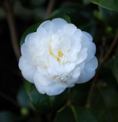Quelques fleurs aux portes de l’hiver…