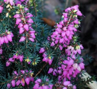 Quelques fleurs aux portes de l’hiver…