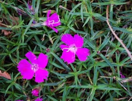 Quelques fleurs aux portes de l’hiver…