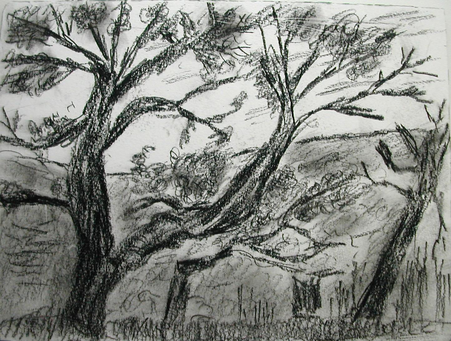 Escapade sur le littoral varois - Route des crêtes et Saint-Tropez chenes-verts.1260900228.jpg