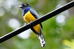 Puerto Viejo de Talamarca, Costa rica, les nombreux animaux, paresseux, singes, oiseaux dans les caraibes et les plages Puerto Viejo de Talamanca sur la cote des Caraibes