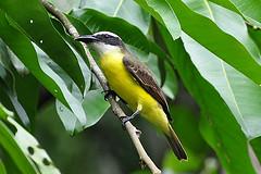 Puerto Viejo de Talamarca, Costa rica, les nombreux animaux, paresseux, singes, oiseaux dans les caraibes et les plages Puerto Viejo de Talamanca sur la cote des Caraibes