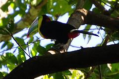 Puerto Viejo de Talamarca, Costa rica, les nombreux animaux, paresseux, singes, oiseaux dans les caraibes et les plages Puerto Viejo de Talamanca sur la cote des Caraibes